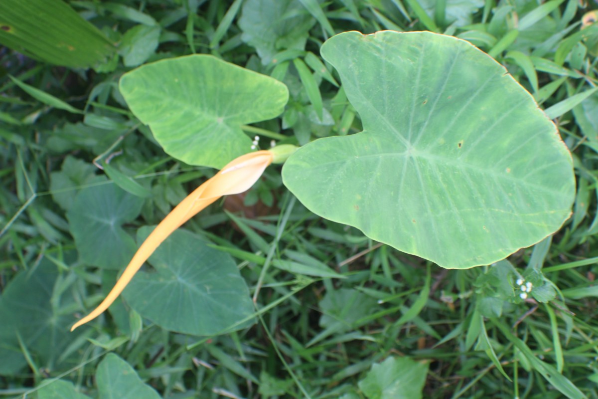 Colocasia esculenta (L.) Schott